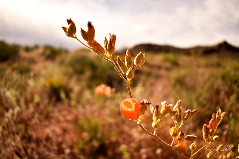 Photograph of Orange Flower in Death Valley National Park.