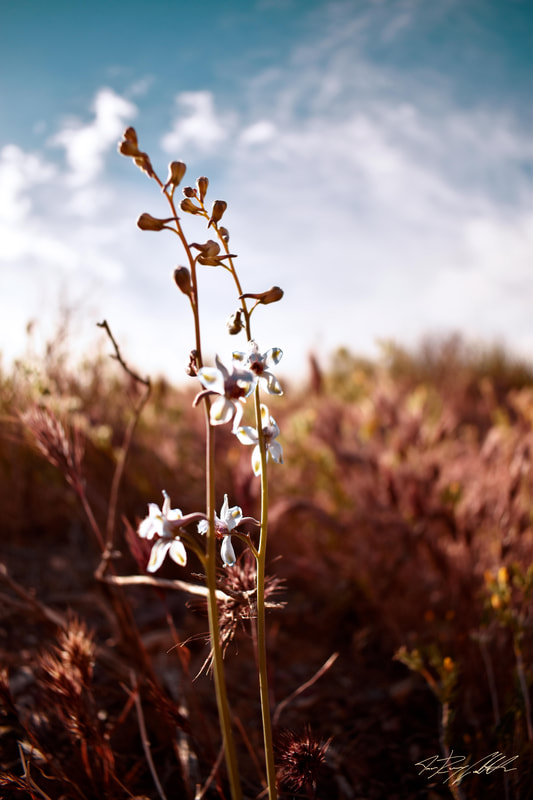 Photograph of White Flower in Death Valley National Park.