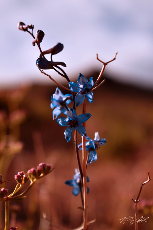 Photograph of a blue flower in Death Valley National Park.