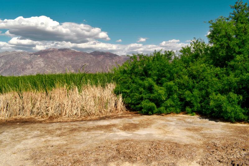 Photograph of greenery near Harmony Borax Mine in Death Valley National Park.