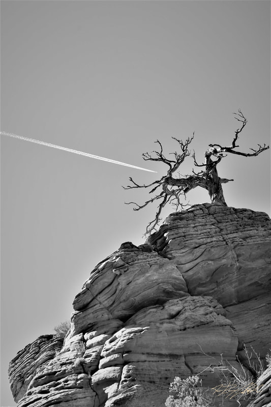 Black and white photograph of contrail framed by dead tree.