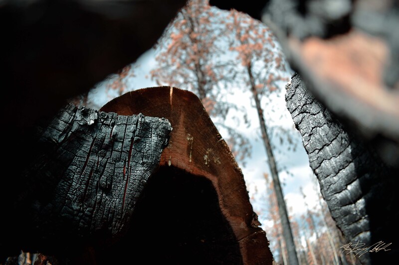 Photograph of burned tree framed by a charred stump.