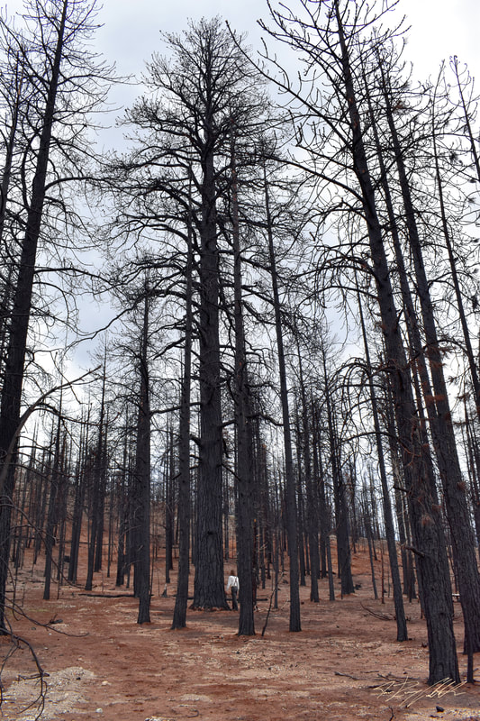Photograph of landscape portrait in burned forest.