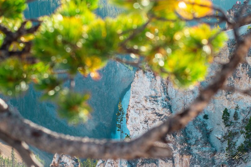 Photograph of a waterfall framed by a tree branch in Yellowstone National Park.