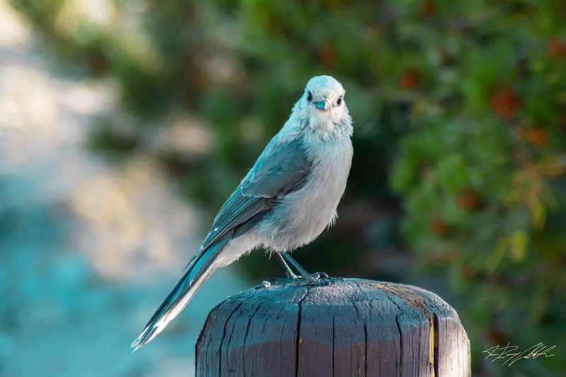 Photograph of a bird perched on a fencepost in Yellowstone National Park.