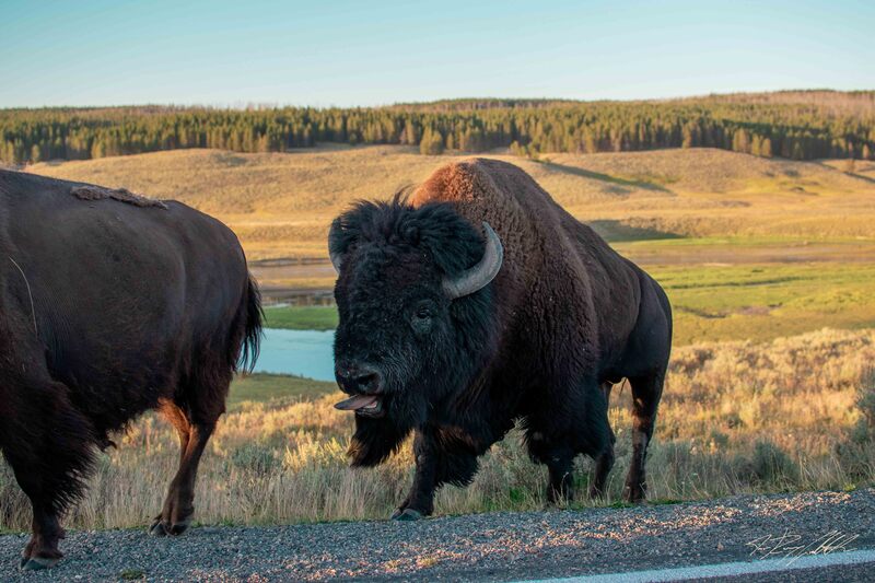 Photograph of North American Bison in Yellowstone National Park.