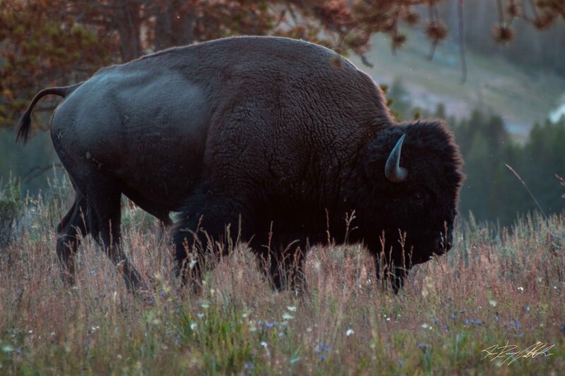 Photograph of a lone North American Bison in Yellowstone National Park.